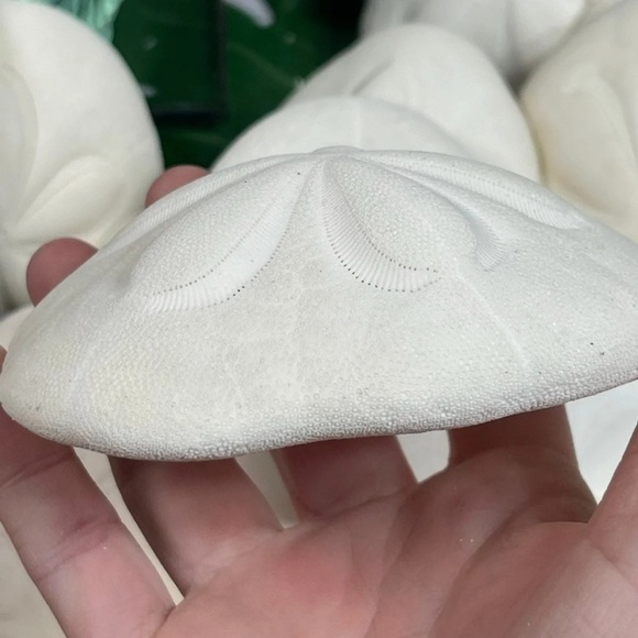REAL Large Sea Biscuit Sea Urchin Sand Dollar WHITE NAUTICAL COASTAL DECOR - Picture 10 of 13